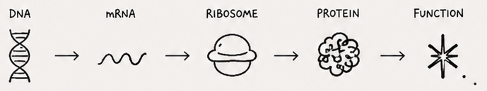 DNA to mRNA to Ribosome to Protein to Function 파이프라인